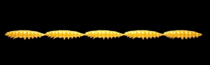 Libra Lures Larva Multi 008 Dark Yellow Chee 25szt