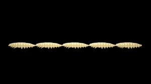 Libra Lures Larva Multi 005 Cheese Krill 25szt
