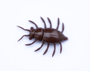 FishUP Maybug 1,3 #012 Chaos 5szt