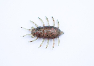 FishUP Maybug 1,3 #045 - Green Pumpkin/Red & Black