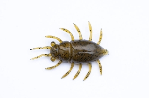 FishUP Maybug 1,3 #074 - Green Pumpkin Seed 5szt