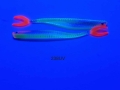 238UV.JPG