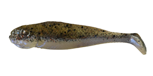Realistic Shad JAZGARZ 7cm J7 019 10szt