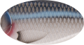 C501F (kolor woblera Strike Pro).png