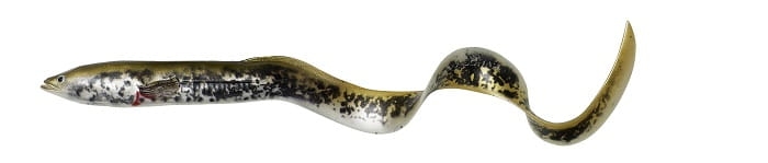 SG Real Eel 30cm 56g Lamprey PHP.jpg