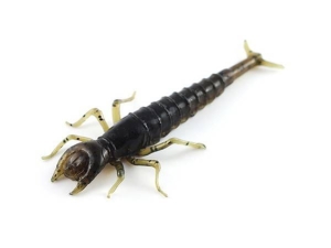 FishUP Diving Bug 5cm #043 Watermel Brown Black 8szt