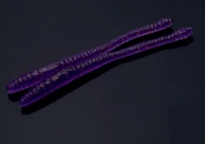 Libra Lures Dying Worm 70mm Kryl Kol.20 15szt