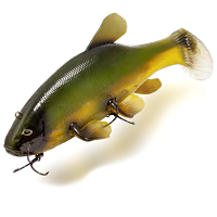 Pelagic Shad